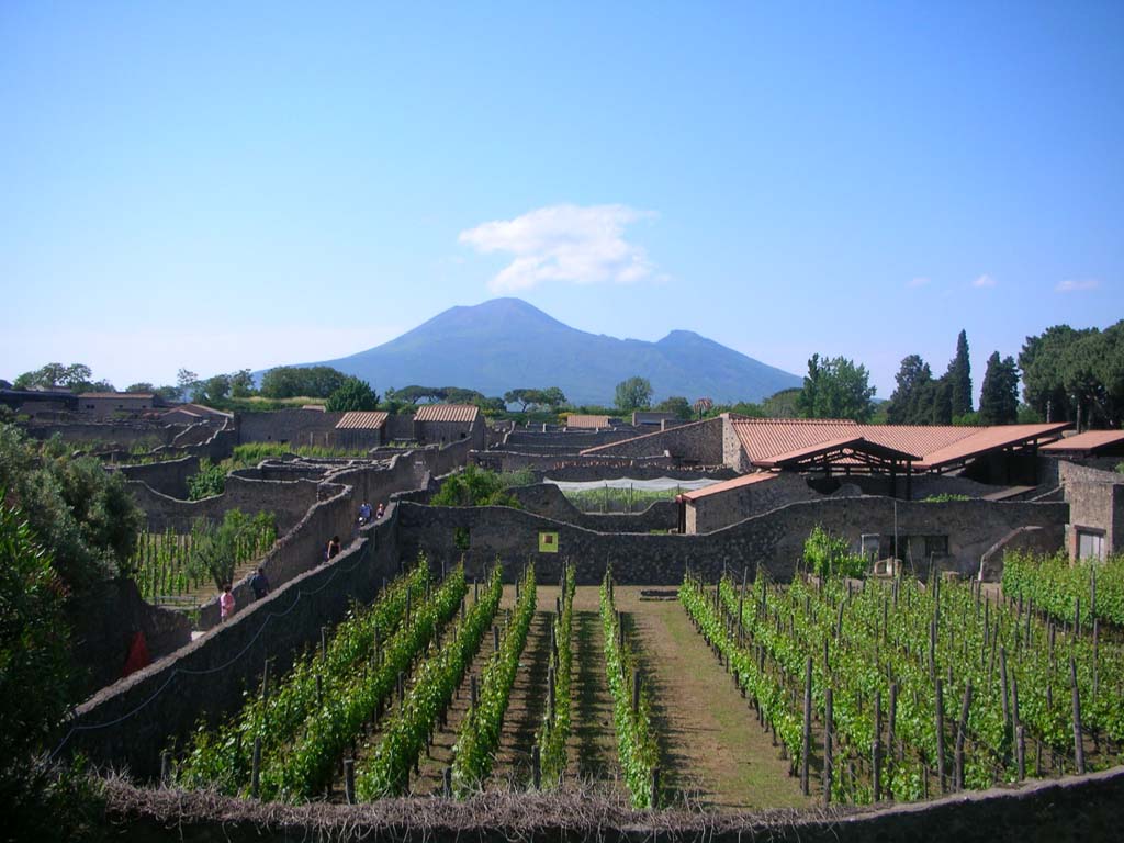 I.20.1 Pompeii. May 2010. Looking north across insula, garden replanted as a vineyard. Photo courtesy of Ivo van der Graaff.