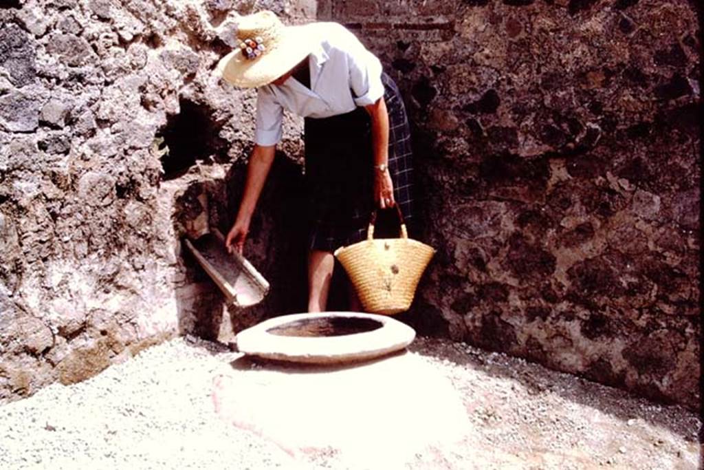 II.8.6 Pompeii, 1973. Buried dolium in north-east corner of garden area.
Wilhelmina demonstrating how water for irrigation would have entered the dolium. Photo by Stanley A. Jashemski. 
Source: The Wilhelmina and Stanley A. Jashemski archive in the University of Maryland Library, Special Collections (See collection page) and made available under the Creative Commons Attribution-Non Commercial License v.4. See Licence and use details.
J73f0338
According to Wilhelmina, Additional water, which would have had to be carried to the garden, was poured from the street side through an amphora tip (with end broken off) inserted in the east end of the north wall, which would fill the dolium  embedded in the north-east corner of the garden. When the dolium overflowed, the water continued to flow in the channel along the east wall, and eventually along the south wall.
According to Wilhelmina, there were also channels found along the north and south walls. 
See Jashemski, W.F., 2014. Discovering the Gardens of Pompeii: Memoirs of a Garden Archaeologist, (p.205).

