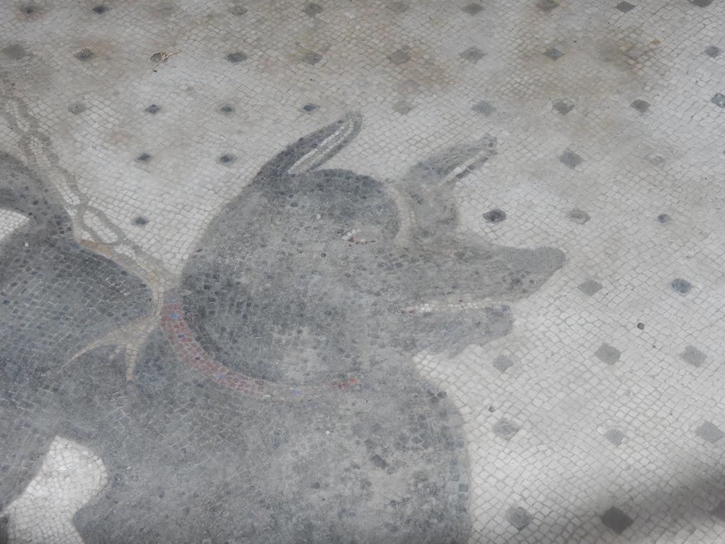 VI.8.5 Pompeii. May 2015. Detail from Cave Canem mosaic. Photo courtesy of Buzz Ferebee.