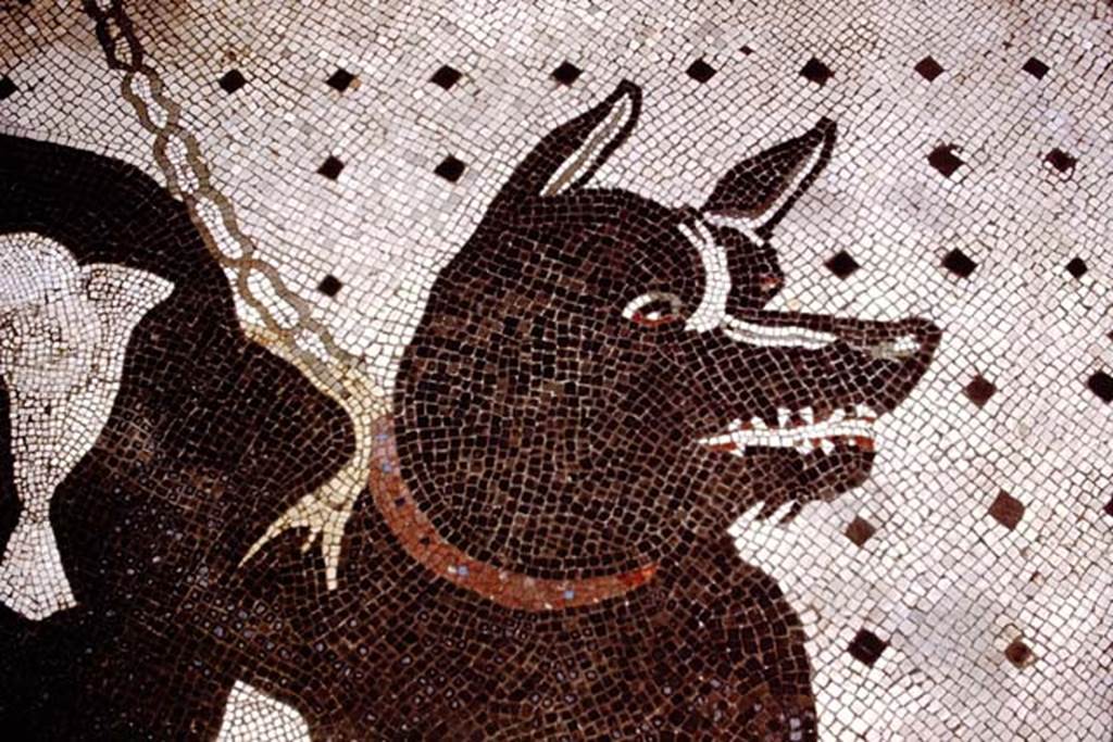 VI.8.5 Pompeii, 1978. Detail from mosaic of guard dog. Photo by Stanley A. Jashemski.   
Source: The Wilhelmina and Stanley A. Jashemski archive in the University of Maryland Library, Special Collections (See collection page) and made available under the Creative Commons Attribution-Non Commercial License v.4. See Licence and use details. J78f0642
