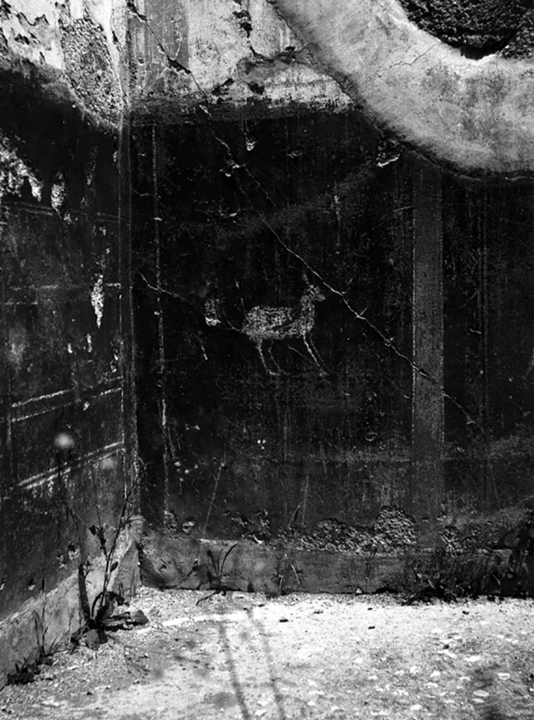 VI.9.6 Pompeii. W.824. Room 14, detail of painted decoration on zoccolo in north-east corner.
Photo by Tatiana Warscher. Photo © Deutsches Archäologisches Institut, Abteilung Rom, Arkiv. 
