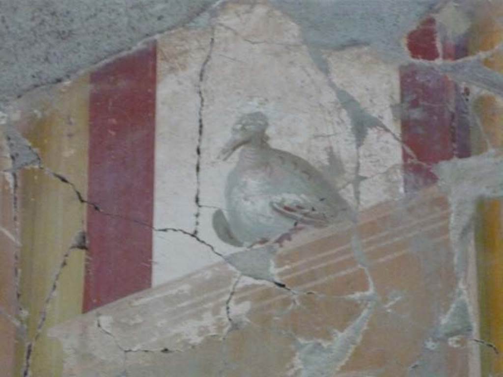Oplontis, September 2015. Room 81, painted dove from panel at west end of north wall.