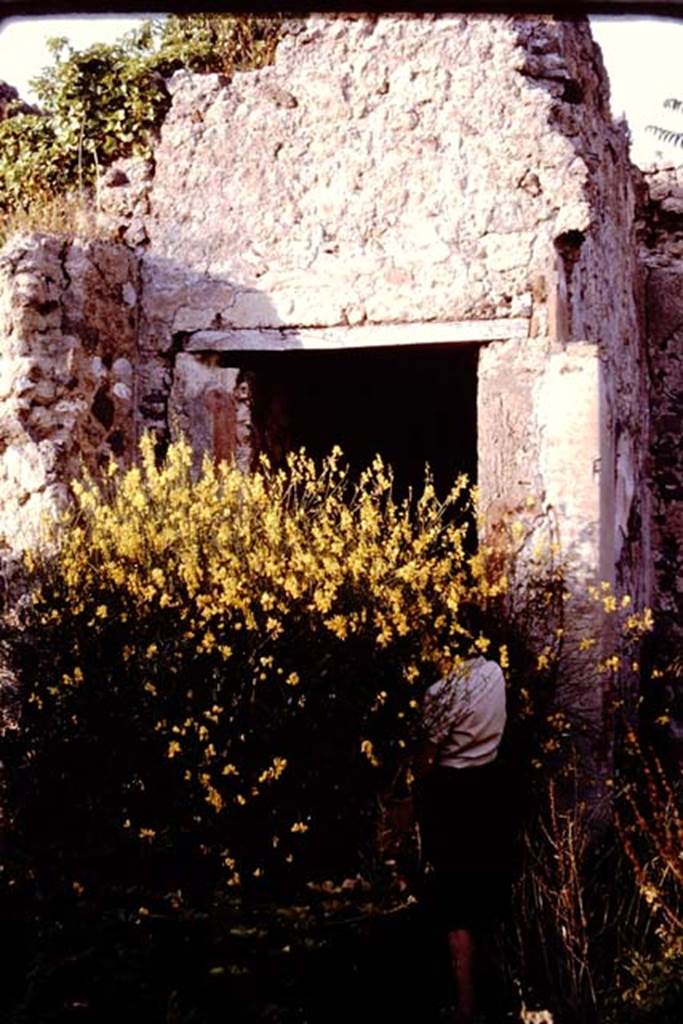 I.2.10 Pompeii. 1964.  Looking east towards large plant (broom) blocking entrance to corridor to rear, and garden area.  Photo by Stanley A. Jashemski. 
Source: The Wilhelmina and Stanley A. Jashemski archive in the University of Maryland Library, Special Collections (See collection page) and made available under the Creative Commons Attribution-Non Commercial License v.4. See Licence and use details. J64f0908  

