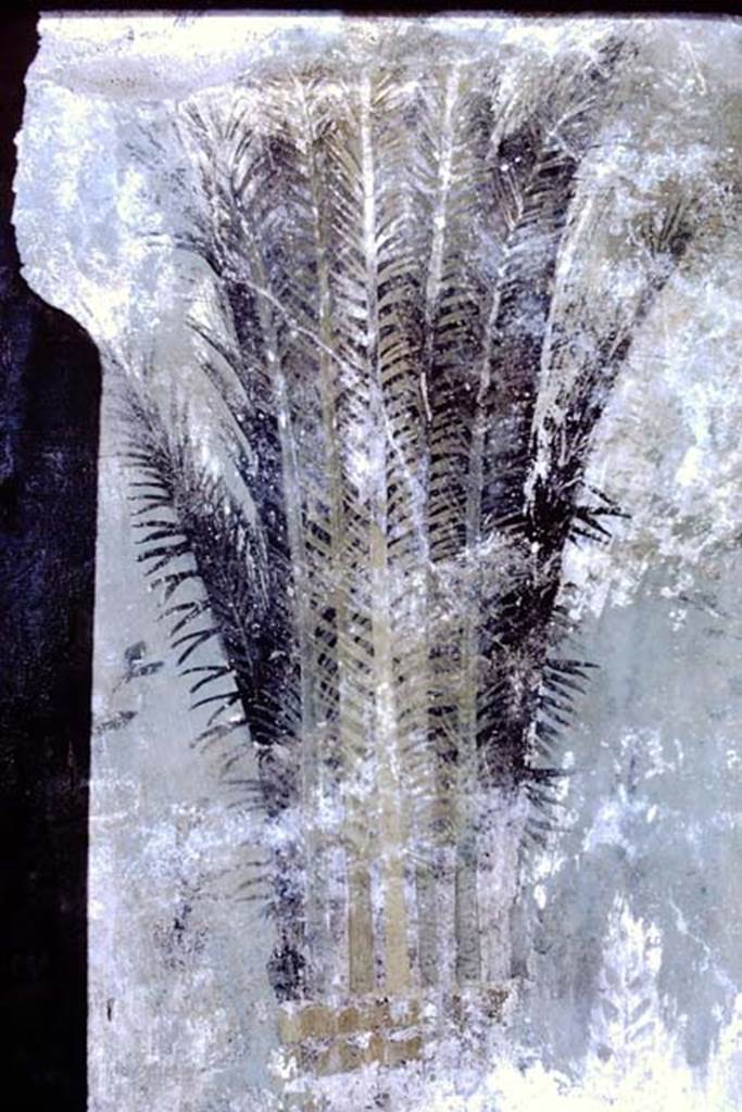 I.11.16 Pompeii, 1968. Room 6, detail of painted palm tree from north wall. Photo by Stanley A. Jashemski.
Source: The Wilhelmina and Stanley A. Jashemski archive in the University of Maryland Library, Special Collections (See collection page) and made available under the Creative Commons Attribution-Non Commercial License v.4. See Licence and use details. J68f1292
