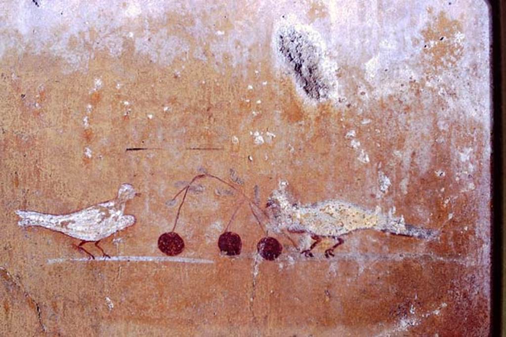 I.13.11 Pompeii, 1968. Detail of vignettes of doves with cherries, from south end of painted panel on west wall.  Photo by Stanley A. Jashemski.
Source: The Wilhelmina and Stanley A. Jashemski archive in the University of Maryland Library, Special Collections (See collection page) and made available under the Creative Commons Attribution-Non Commercial License v.4. See Licence and use details. J68f1995
(Note: on the original Jashemski slides, there is no identification mark for the three photos, J68f1993-4-5).

