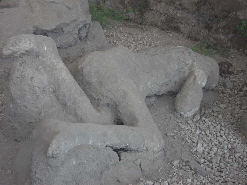 I.21.6 Pompeii. May 2010. Detail of plaster cast of impression of a body. Victim 35.