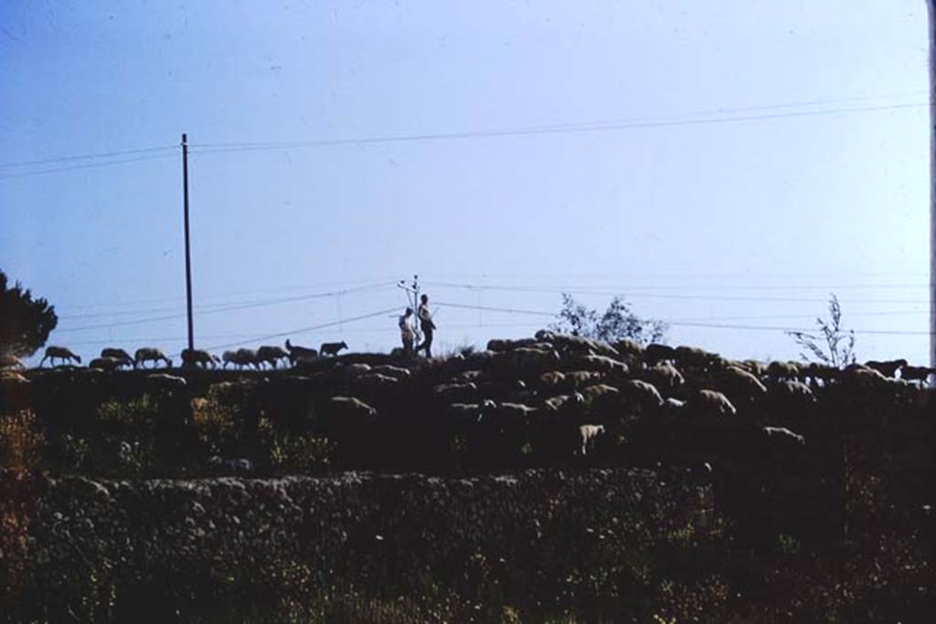 II.5 Pompeii. 1966. 5 years later - flock of sheep on their way to their grazing. Photo by Stanley A. Jashemski.
Source: The Wilhelmina and Stanley A. Jashemski archive in the University of Maryland Library, Special Collections (See collection page) and made available under the Creative Commons Attribution-Non Commercial License v.4. See Licence and use details. J66f0365
