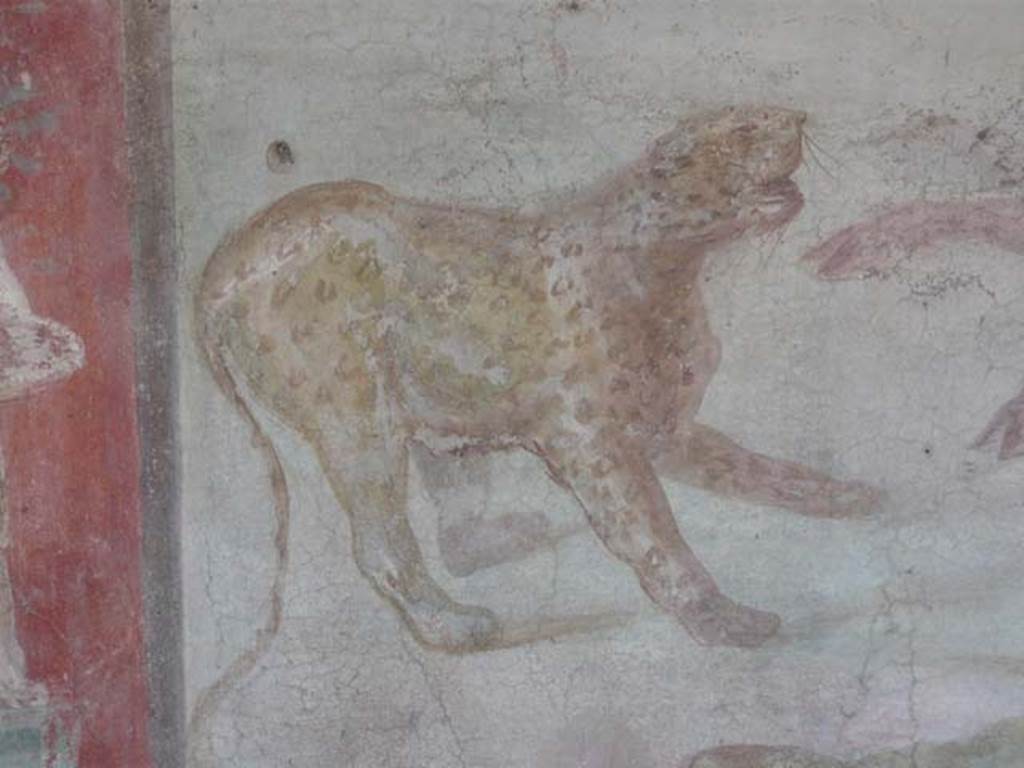 V.4.a Pompeii. May 2012. Close-up of a large spotted predatory cat on the north wall of the garden. Photo courtesy of Buzz Ferebee.