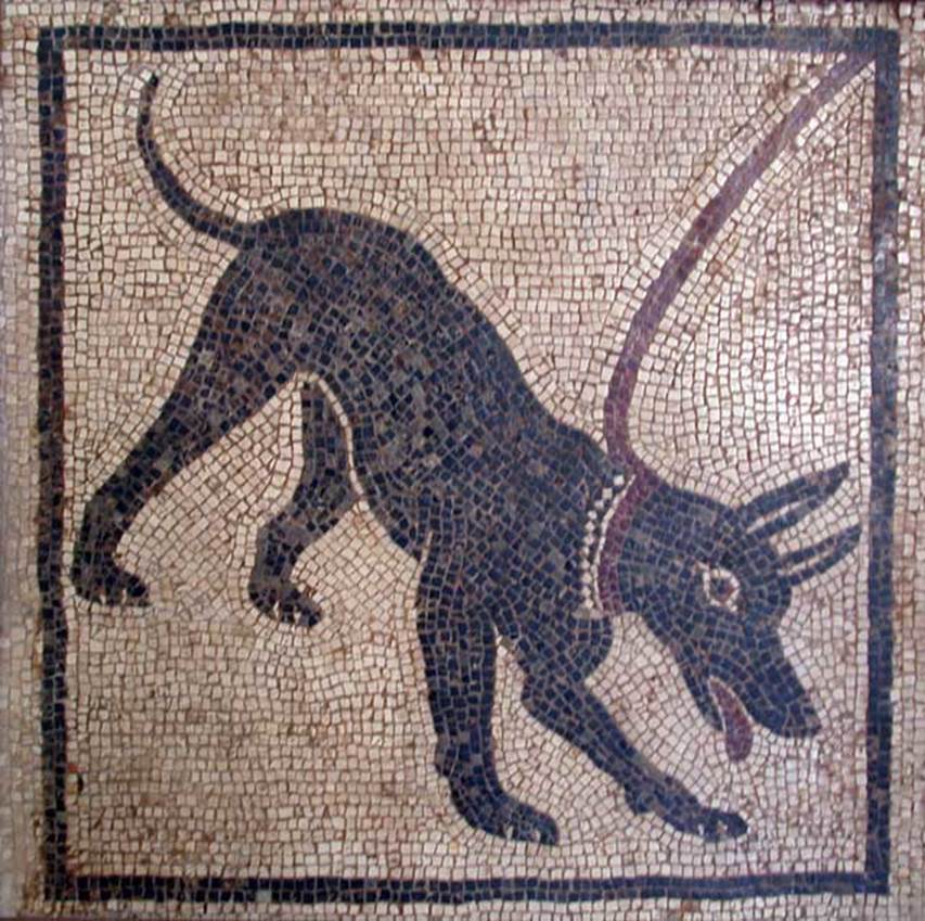 VI.14.20 Pompeii. 23rd February 1875. Room 9, dog mosaic from threshold of doorway.
See Presuhn E., 1878. Pompeji: Die Neuesten Ausgrabungen  von 1874 bis 1878. Leipzig: Weigel. (III, Plate IV) 
According to Della Corte, another dog in a mosaic, apart from the plaster cast, was in the floor of the first room to the right of the atrium.
This was discovered on 23rd February 1875.
Now in Naples Archaeological Museum, inventory number 110666.
See Della Corte, M., 1965.  Case ed Abitanti di Pompei. Napoli: Fausto Fiorentino. (p. 97)
