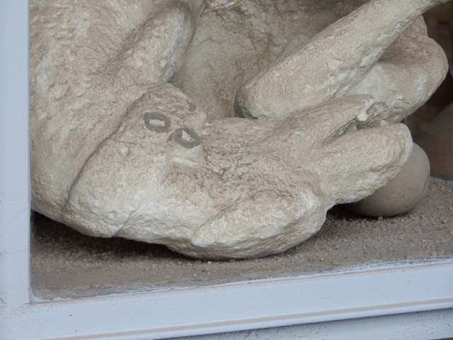 VII.7.29 Pompeii. May 2015. Detail of plaster cast of dog found in November 1874.
Photo courtesy of Buzz Ferebee.  According to Ruggiero the animal had been tied behind the front door of the House of Vesonius Primus. As the cinders raining down through the hole in the centre of the roof (compluvium) accumulated in the passageway, he climbed on top of them, twisting himself with his back to the ground and his legs raised upwards, wrenching his neck and his head to get free from the rope fastened to a ring of bronze which can still be seen attached to his collar. However, to no avail, as he was overcome and choked by the ashes. (1879)
