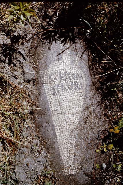 VII.16.15 Pompeii.  Room 2, atrium from corner of Impluvium. Detail of mosaic showing Garum amphora with inscription 
G(ari) F(los) SCOM(bri) SCAURI 
SAP inventory number 15189.
See Aoyagi M. and Pappalardo U., 2006. Pompei (Regiones VI-VII) Insula Occidentalis. Napoli: Valtrend. (P. 511).

