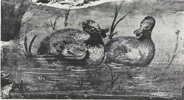 VIII.7.24 Pompeii. 1955. Fragment of Nilotic painting in peristyle. North wall. Ducks quacking.
See Maiuri A., 1955. Una Nuova Pittura Nilotica a Pompei. Roma: Acc. Naz dei Lincei, Tav. II, 2.
