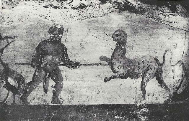 VIII.7.24 Pompeii. 1955. Fragment of Nilotic painting in peristyle. East wall. Hunter and panther, with ibis to left.
See Maiuri A., 1955. Una Nuova Pittura Nilotica a Pompei. Roma: Acc. Naz dei Lincei, Tav. VI, 1.
