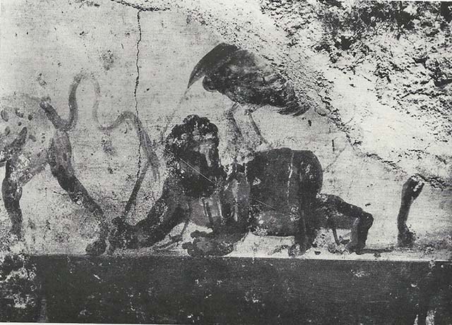 VIII.7.24 Pompeii. 1955. Fragment of Nilotic painting in peristyle. East wall. The crane and the torment of the Pygmy.
See Maiuri A., 1955. Una Nuova Pittura Nilotica a Pompei. Roma: Acc. Naz dei Lincei, Tav. VI, 2.
