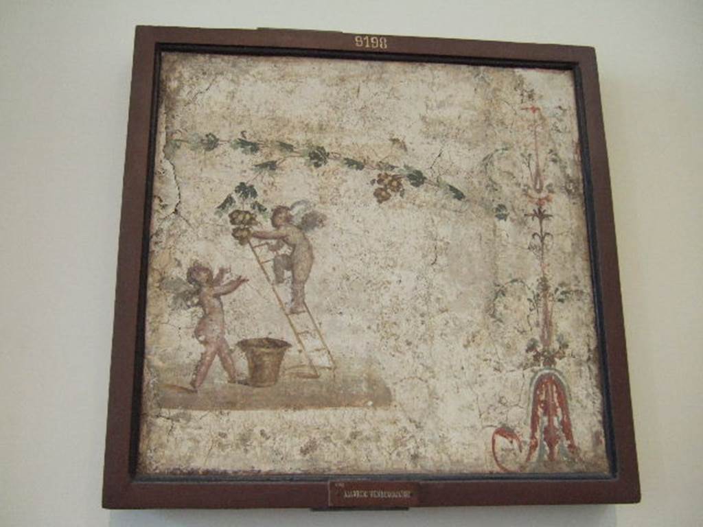 IX.3.5 Pompeii. Room 25. Wall painting of Cupids gathering grapes, found in exedra. Now in Naples Archaeological Museum.  Inventory number 9198.