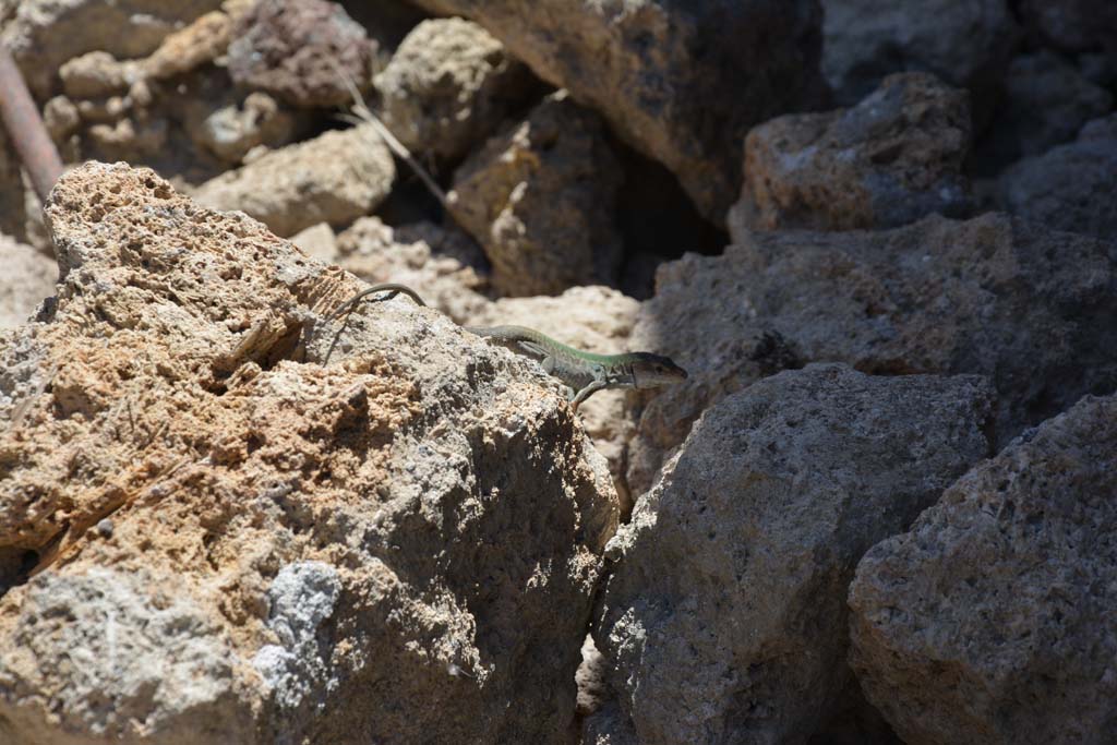 IX.5.14 Pompeii. May 2017. Room “u”, lizard living in the stones.
Foto Christian Beck, ERC Grant 681269 DÉCOR.
