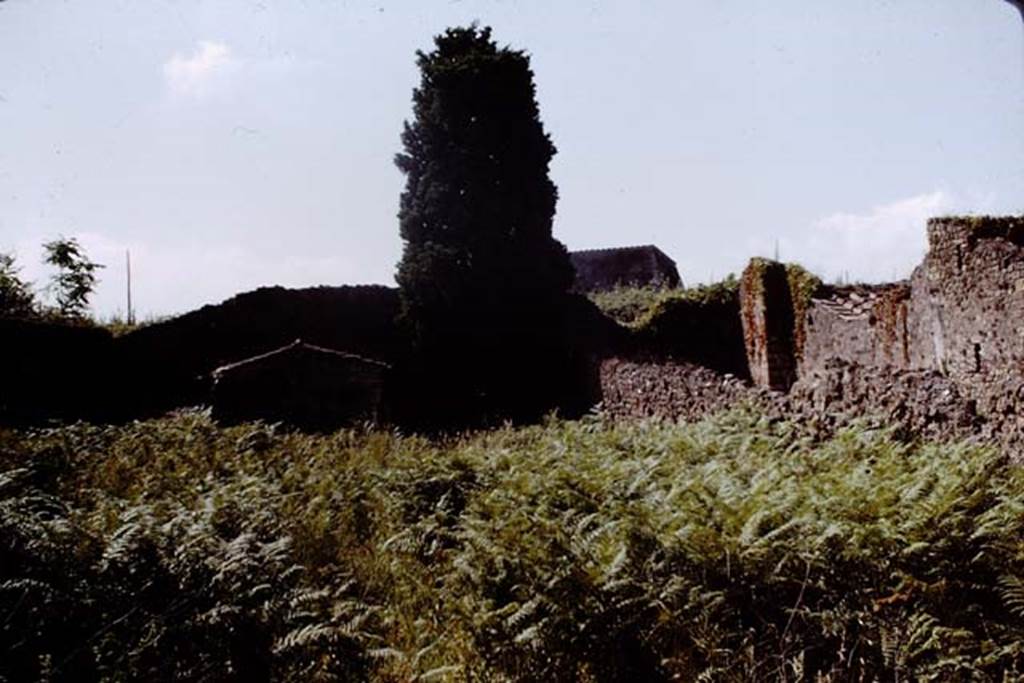 IX.9.6 Pompeii. 1961. Looking south across garden to the domestic sacrarium.  Photo by Stanley A. Jashemski.
Source: The Wilhelmina and Stanley A. Jashemski archive in the University of Maryland Library, Special Collections (See collection page) and made available under the Creative Commons Attribution-Non Commercial License v.4. See Licence and use details.
J61f0656
