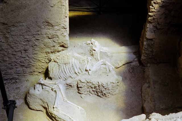 IX.12.8 Pompeii. May 2010. Mule or donkey skeleton in the stable entrance. Looking east. Photo courtesy of Rick Bauer.