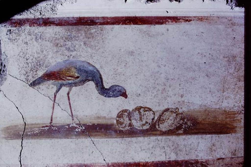 IX.13.1-3 Pompeii. 1972. Room 9, detail from upper level on north wall of north portico, between the doorways to rooms 11 and 10. Painting of bird and fruit. Photo by Stanley A. Jashemski. 
Source: The Wilhelmina and Stanley A. Jashemski archive in the University of Maryland Library, Special Collections (See collection page) and made available under the Creative Commons Attribution-Non Commercial License v.4. See Licence and use details. J72f0436
