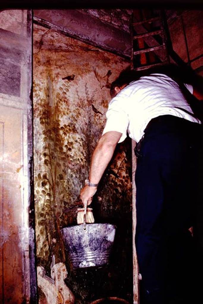 IX.13.1-3 Pompeii, 1978. Room 12, custodian carefully cleaning painting to ensure Stanley Jashemski got a good photograph. Photo by Stanley A. Jashemski.   
Source: The Wilhelmina and Stanley A. Jashemski archive in the University of Maryland Library, Special Collections (See collection page) and made available under the Creative Commons Attribution-Non Commercial License v.4. See Licence and use details. J78f0538
