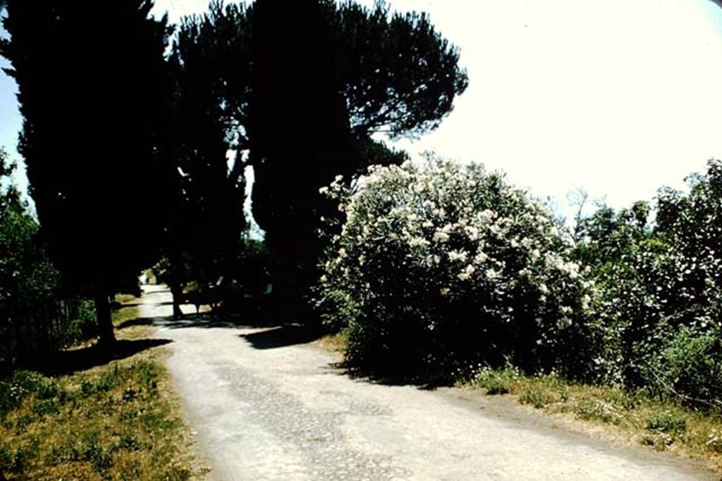 Via Villa dei Misteri. 1957. Looking south from near the Villa of Mysteries towards the Villa of Diomedes.
In the shadow of the trees is a donkey and cart.
Photo by Stanley A. Jashemski.
Source: The Wilhelmina and Stanley A. Jashemski archive in the University of Maryland Library, Special Collections (See collection page) and made available under the Creative Commons Attribution-Non Commercial License v.4. See Licence and use details.
