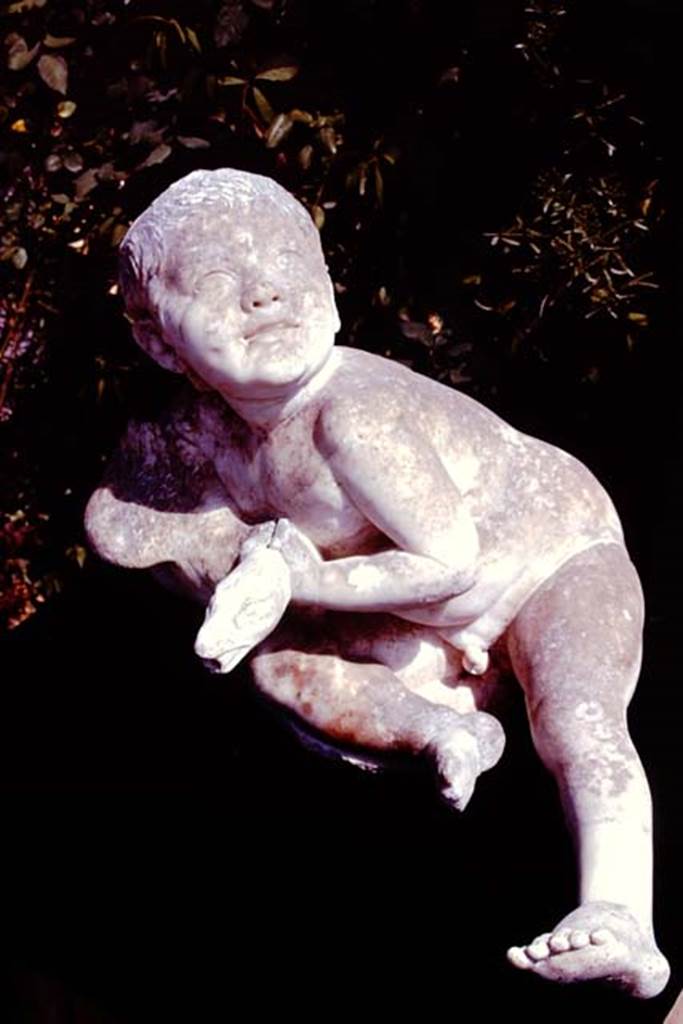 Oplontis Villa of Poppea, 1978. White marble statue of a young child with a goose. Photo by Stanley A. Jashemski.   
Source: The Wilhelmina and Stanley A. Jashemski archive in the University of Maryland Library, Special Collections (See collection page) and made available under the Creative Commons Attribution-Non-Commercial License v.4. See Licence and use details.
J78f0487
According to De Caro, perhaps this statue may have come from the fountain with the cascade at the centre of the garden in the rustic courtyard. 
See De Caro, S.1976. Sculture dalla villa “di Poppea” in Oplontis (p.197) in Cronache Pompeiane, II, 1976, (pp.184-225)
(The rustic courtyard, room 32, can be seen in Part 9, as well as other photos of the white marble statue.)


